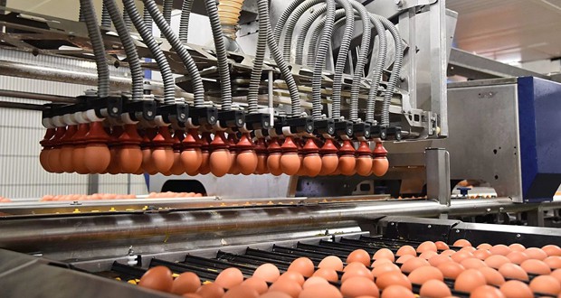 Maroc : L’industrie des œufs durement affectée par le Covid-19