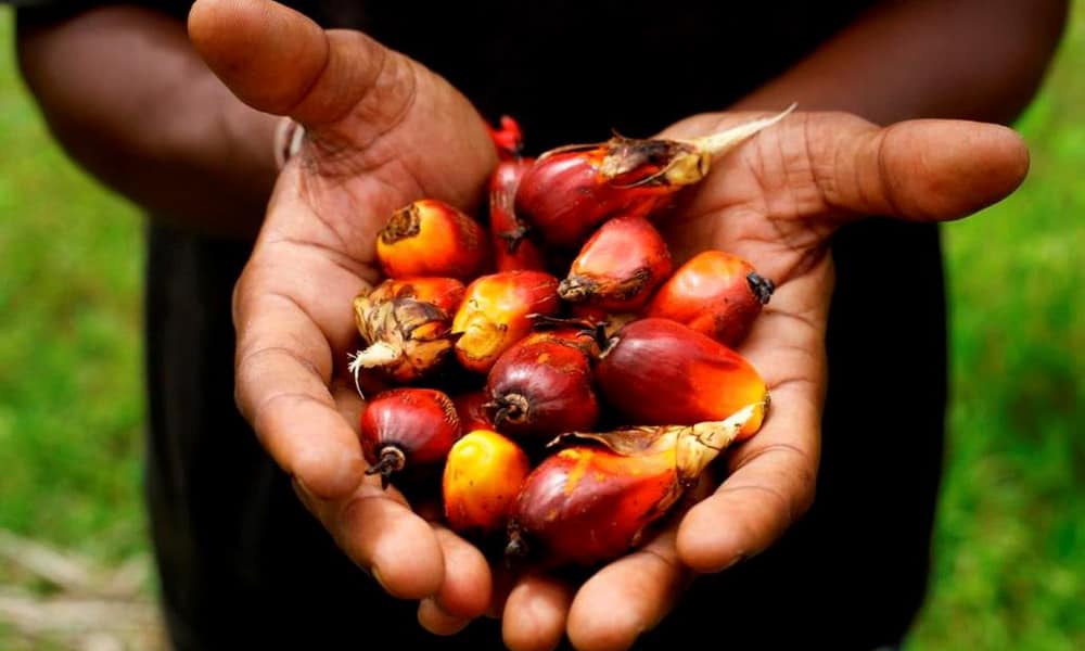 Cameroun : Belle Moisson pour l’huile de Palme