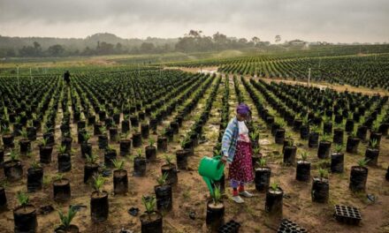 Foncier :  Un chiffre alarmant pour l’agriculture en Afrique