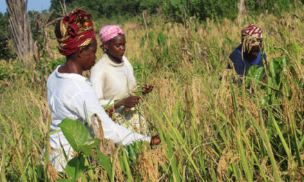 Libéria: Le Président Weah compte accompagner le développement agricole