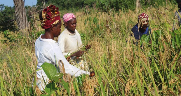 Libéria: Le Président Weah compte accompagner le développement agricole