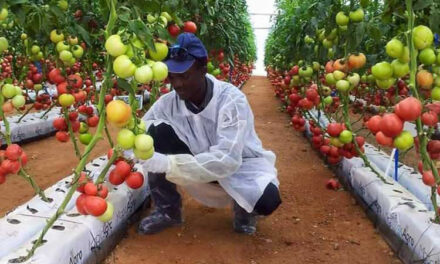 Agriculture: Un fonds de 100 millions $ pour financer les chaînes d’approvisionnement