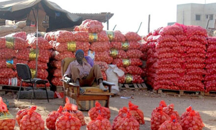 Sénégal: Récoltes colossales d’oignons invendues